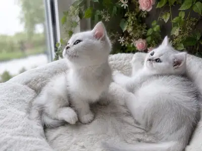 Welcome to A and S family cattery We have been breeding championship British shorthair and longhair...