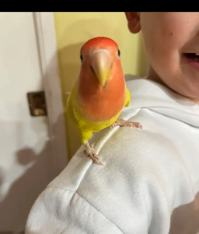 2  hand tamed Breeding lovebirds! Beautiful colours in Birds for Rehoming in Delta/Surrey/Langley - Image 3