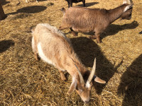 Pygmy/Nigerian dwarf goats