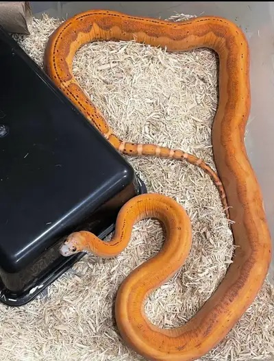Breeder Female Scaleless Cornsnake, View more