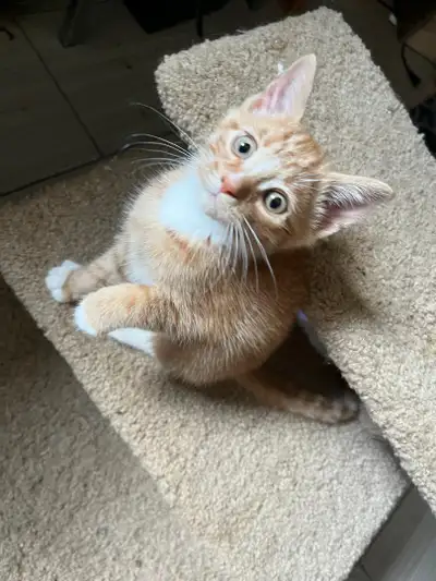 Adorable kittens for rehoming, View more