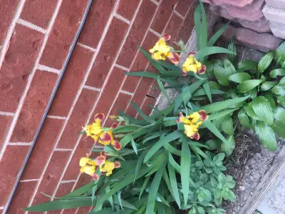 iris Flower flowering plants, View more