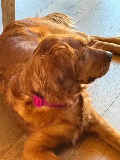 Field Golden Retrievers - CKC Registered, View more