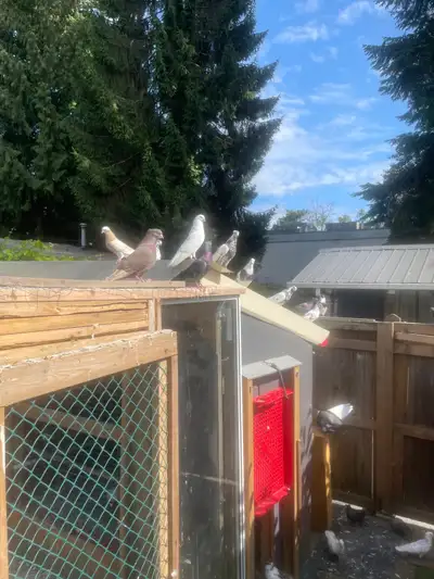 Beautiful healthy pigeons , View more
