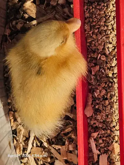 white call duckling 2 weeks old, View more