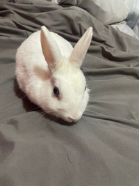 Bunny for sale 