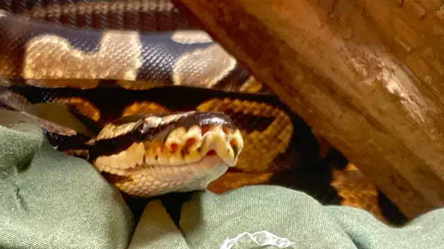 Ball Python with High Handling and Core Snake Display in Reptiles & Amphibians for Rehoming in Ottawa - Image 6