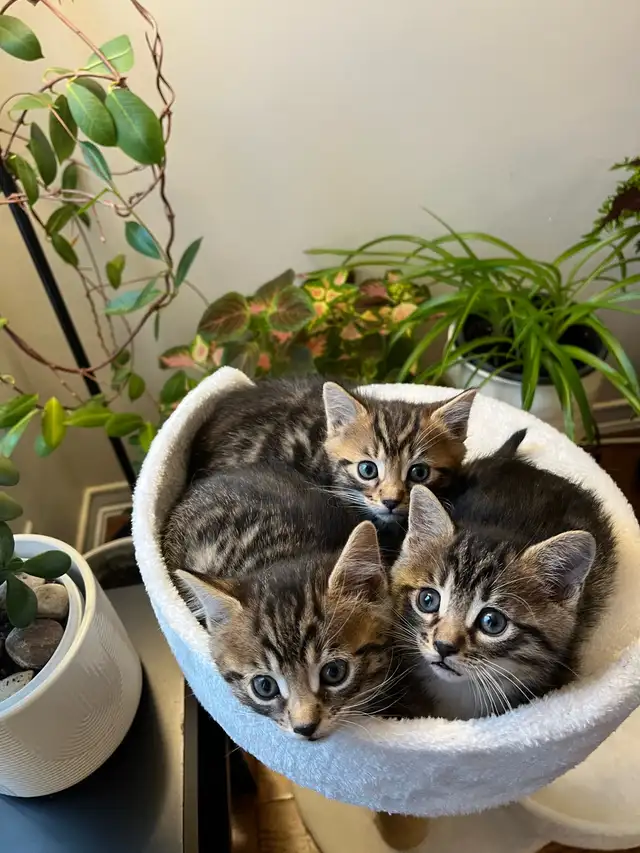 Bengal mix kitten in Cats & Kittens for Rehoming in Mississauga / Peel Region - Image 3