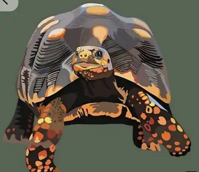 Red Foot Tortoises, View more