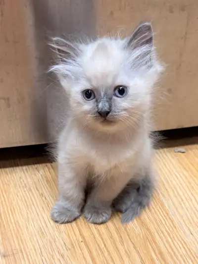 ✨ Meet the kitten • Marshmallow - she is a tiny but loving little bean. She’s adventurous and loves...