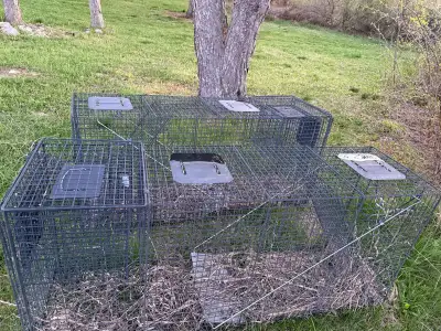 XL animal trap with bait trap, View more