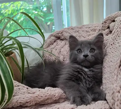 Chaton Siberien hypoallergene, View more