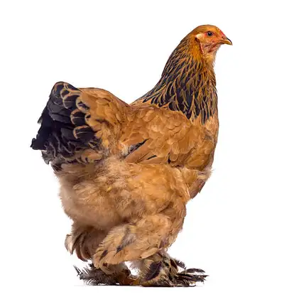 Buff Brahma mix chicks 1 -2 month old, View more