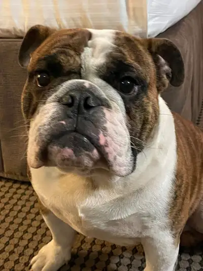 CKC registered neutered male Bulldog, very active and energetic, healthy, parents OFA health tested,...