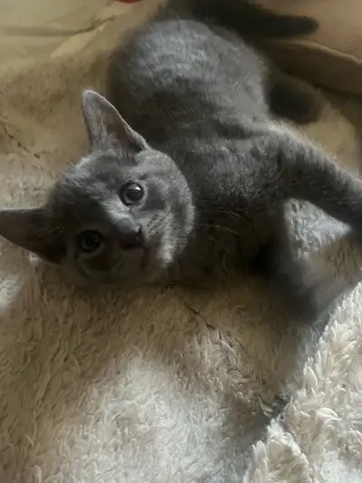 chaton femelle Russian blue croiser, View more