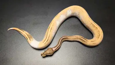 mâle Bongo Calico OD YB Fire Mojave Het Sentinel/Paint, View more