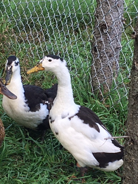 Magpie ducklings (purebred) in Livestock in Belleville - Image 4