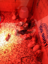 2 week old chicks