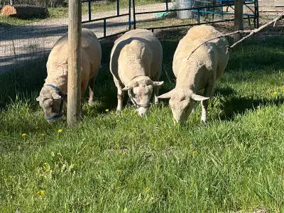Registered Canadian Arcotts , View more