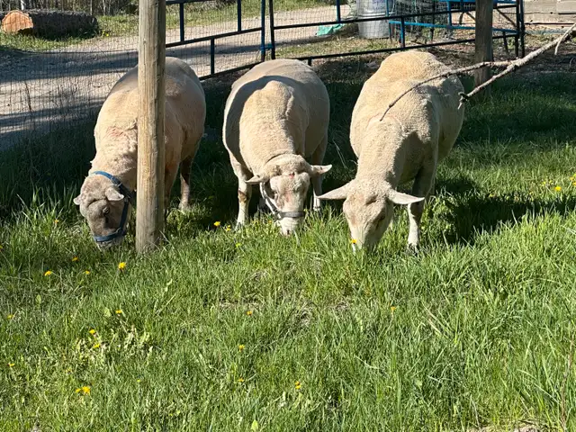 Registered Canadian Arcotts  in Livestock in Penticton - Image 2