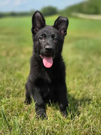 German Shepherd working line puppies, View more