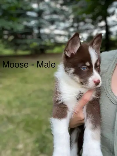 Pomsky Puppies, View more