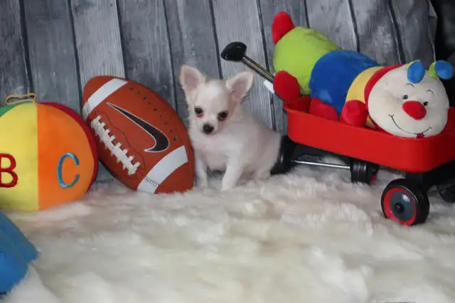 Chihuahua❤️Mâle mini❤️Protection100%.GarantieTop Qualité★★★ in Dogs & Puppies for Rehoming in Laval / North Shore - Image 11