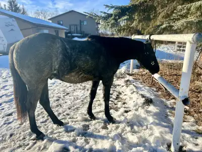 Slick By Design Blue Roan Gelding , View more