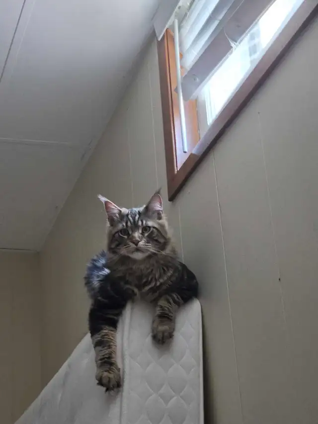 Majestic Purebred Mainecoon Male - Exceptional Temperament in Cats & Kittens for Rehoming in Oakville / Halton Region - Image 8