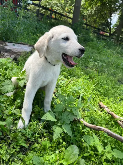 Pyradors Puppies, View more