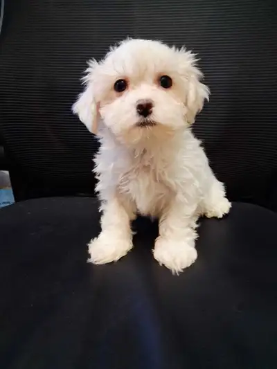 Shihpoo Puppies, View more