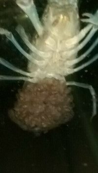 Berried Crayfish For Aquarium Fish Tank