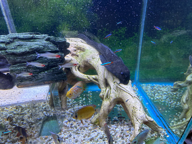 13-14” Pleco in Fish for Rehoming in Leamington - Image 2