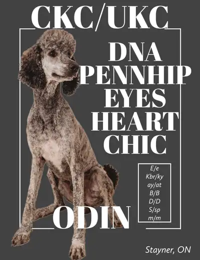 Sheepadoodle Puppies Coming Soon!, View more