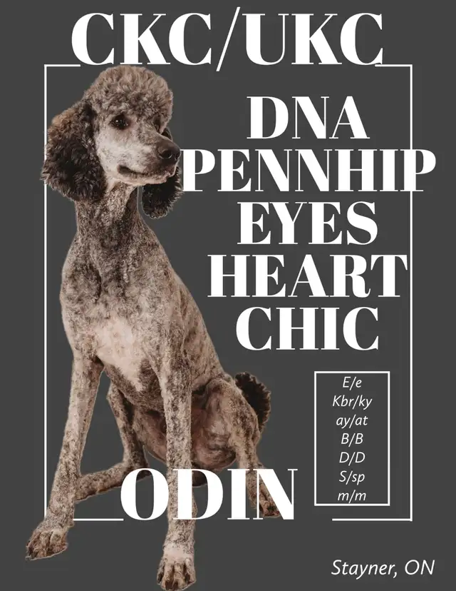 Sheepadoodle Puppies Coming Soon! in Dogs & Puppies for Rehoming in Hamilton - Image 2