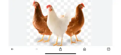 poule pondeuse , View more