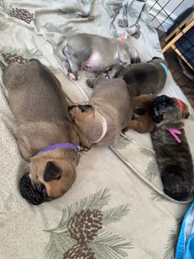 PLEASE READ THE AD BEFORE MESSAGING ME.       PUPPIES FOR SALE !, View more