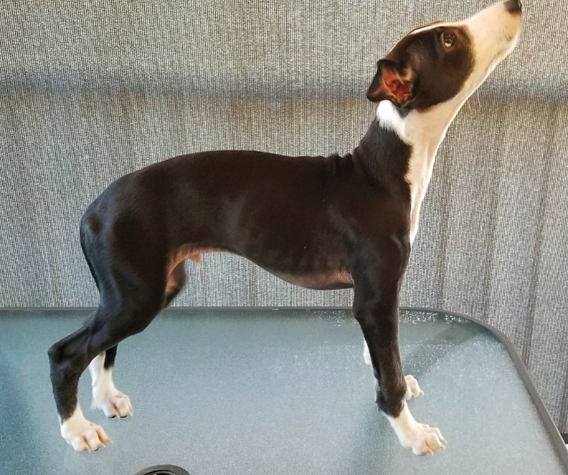 SUPERBES LEVRIER WHIPPETS Chiens et chiots à adopter Ville de Montréal Kijiji