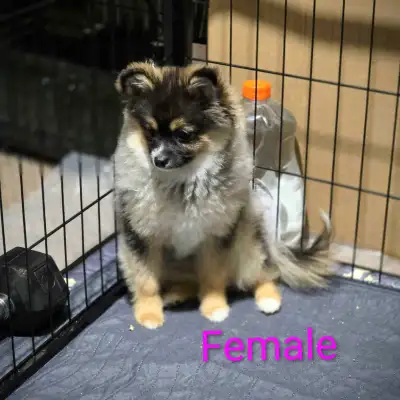 We have two beautiful female Pomeranian puppies, both 5 months old, ready to find their forever fami...