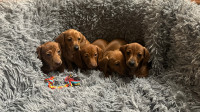 Mini Dachshund Puppies - Short Haired 