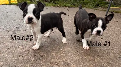 READY ( Boston terrier ), View more