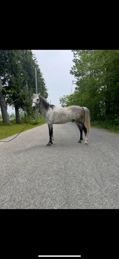 Stunning grey pony gelding, View more