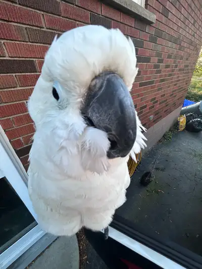 This is Coco, he is turning five on Valentine’s Day. He is very healthy, I can send you his vet pape...