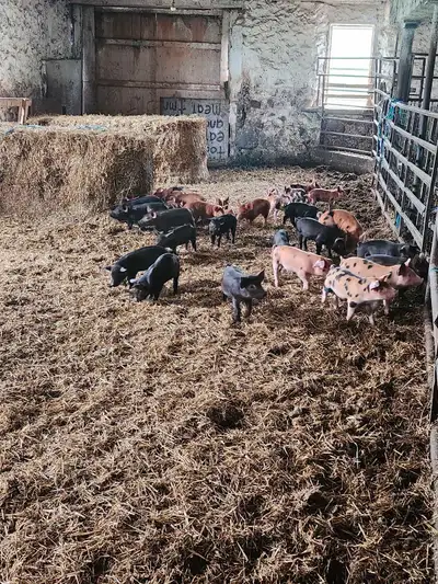 English large black/Berkshire X Tamworth. Ready to go first couple weeks of June. Males all castrate...