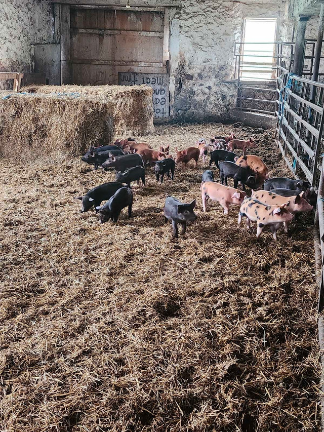 Weaner pigs in Livestock in Stratford