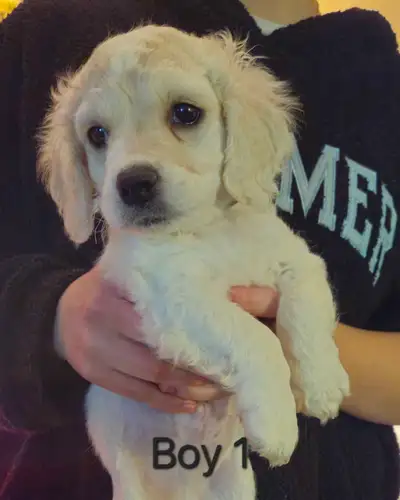 Cockachon Puppies ready to go, View more