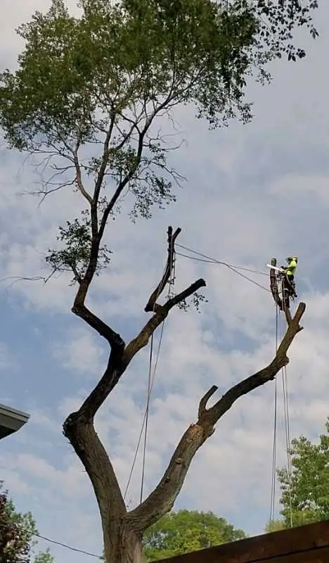 Tree Pruning Tree Removal 647 654-1884 in Lawn, Tree Maintenance & Eavestrough in City of Toronto - Image 10
