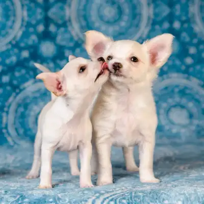 2 Female Chihuahua Puppies 5-9lbs (Long & Short hair), View more