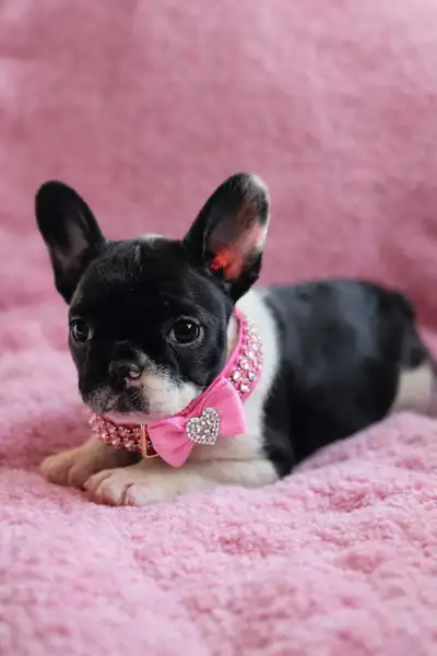 french bulldog, View more