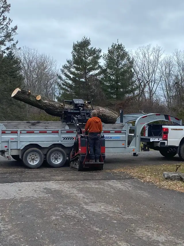 Tree removal  in Other in Trenton - Image 3